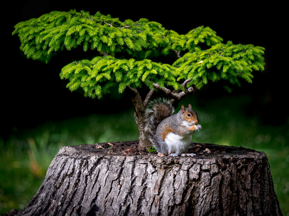 My little world von Fernando Silveira