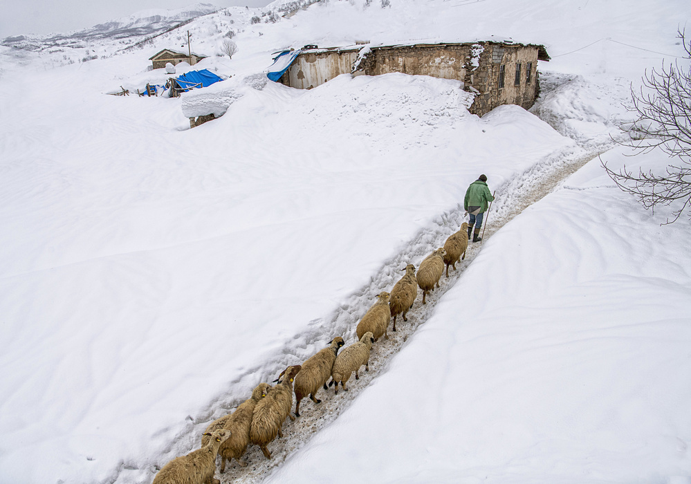 herd and shepherd von Fethi Turgut