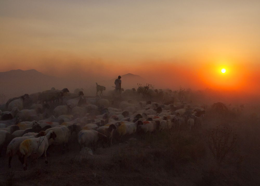 herd von feyzullah tunc