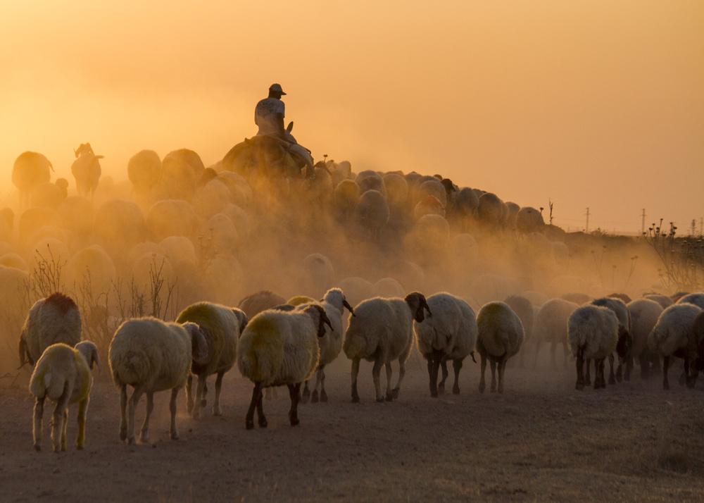 Herd and shepherd von feyzullah tunc