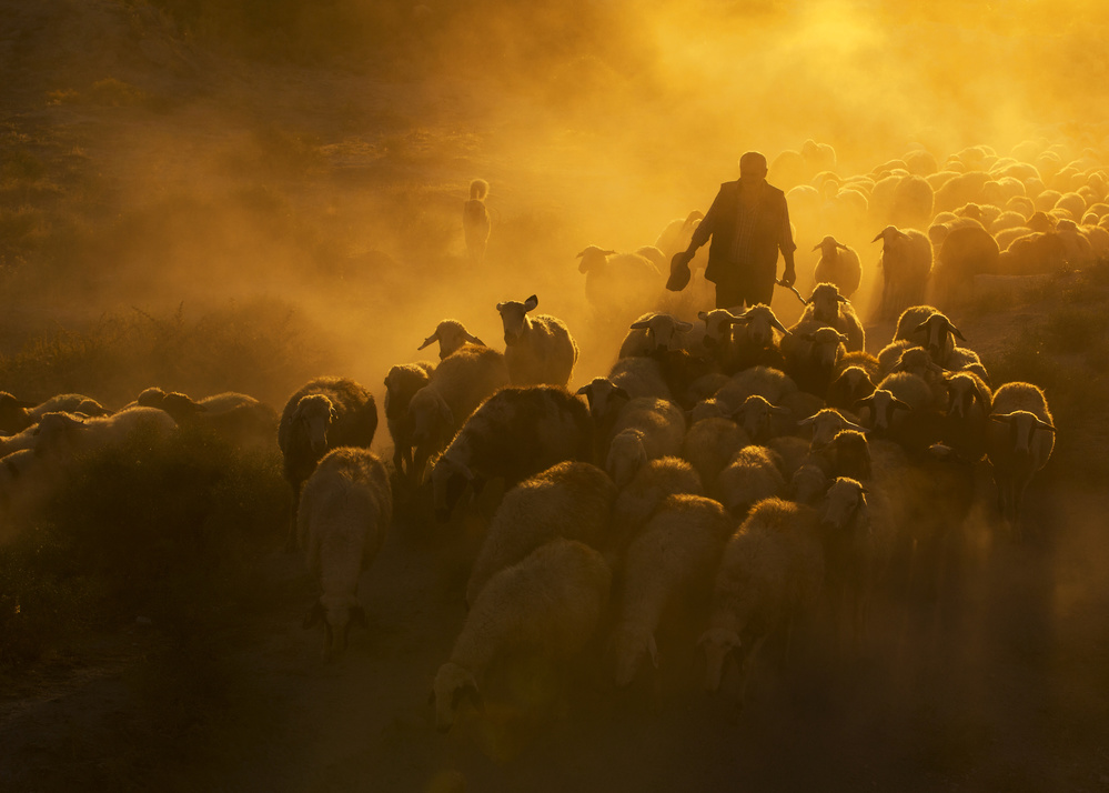 Herd and shepherd von feyzullah tunc