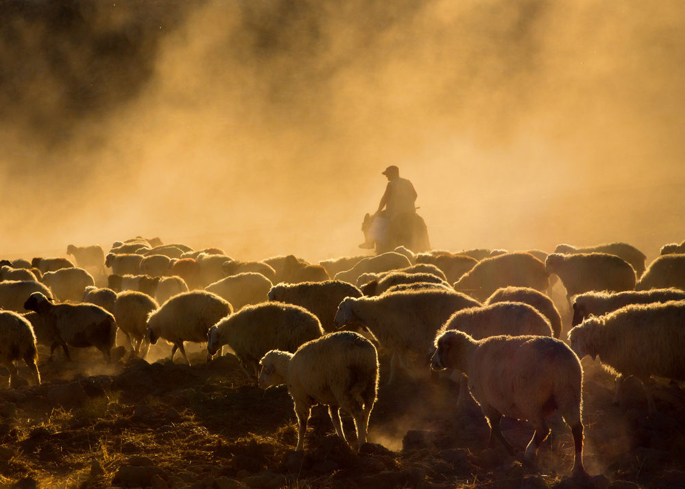 Shepherd and herd von feyzullah tunc