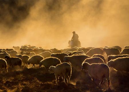 Shepherd and herd