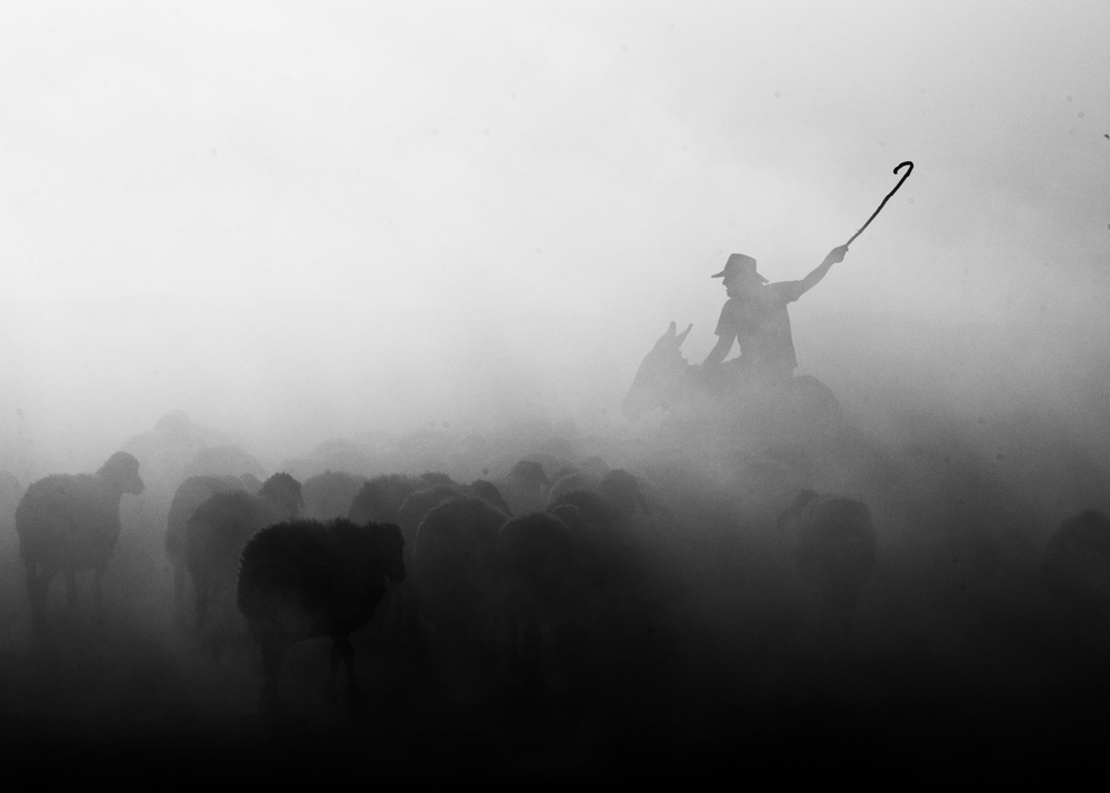 Shepherd herd von feyzullah tunc