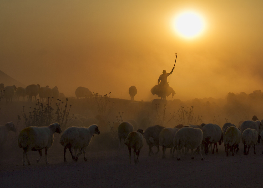 shepherd von feyzullah tunc