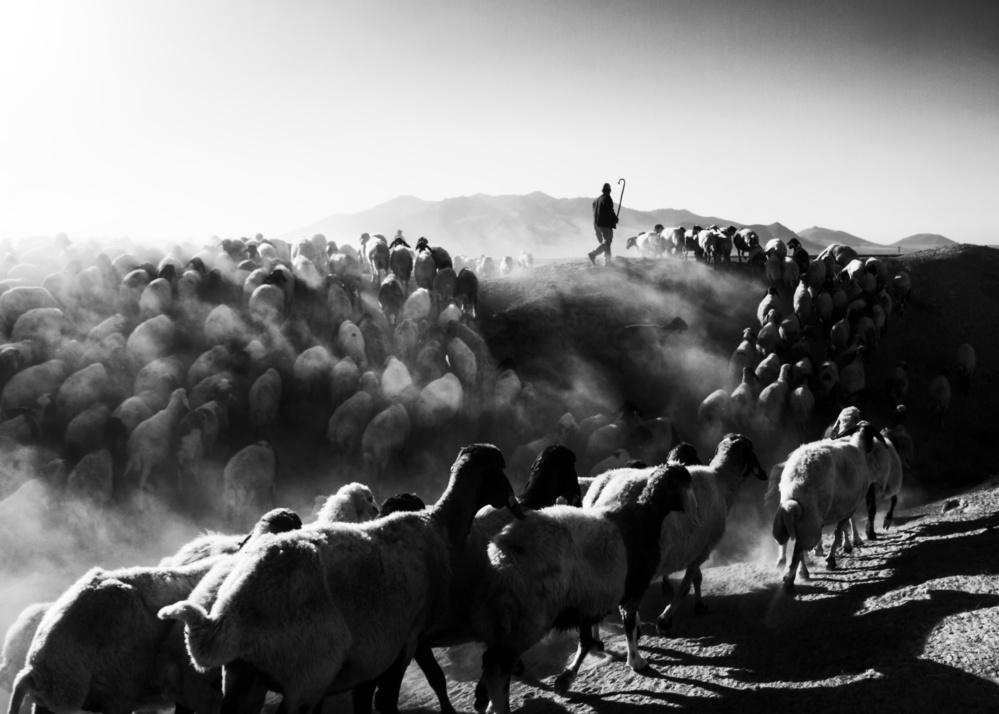 sheep in black and white von feyzullah tunc