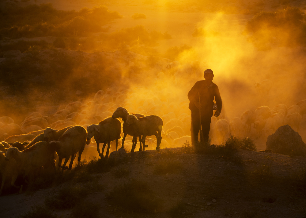 sheep flock von feyzullah tunc