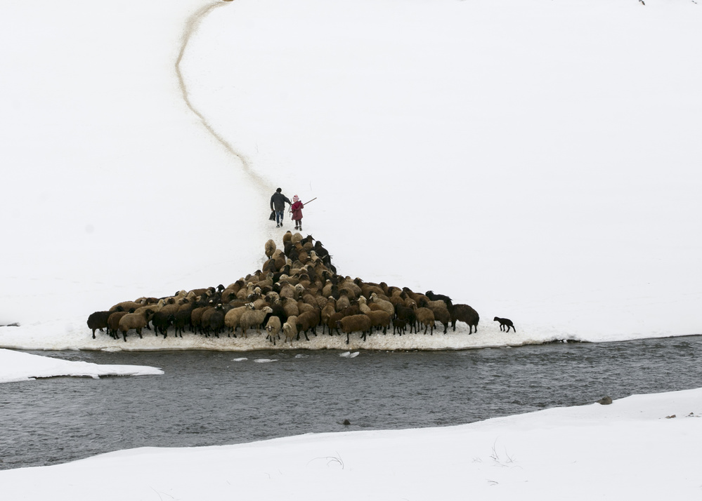 flock of sheep von feyzullah tunc