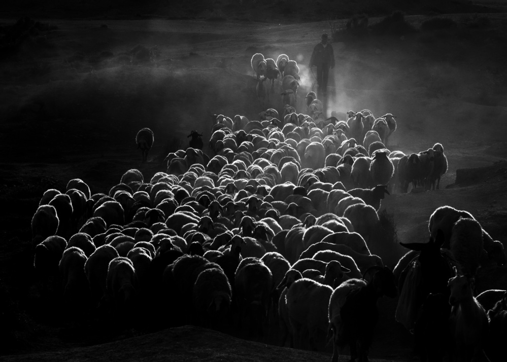 flock of sheep von feyzullah tunc