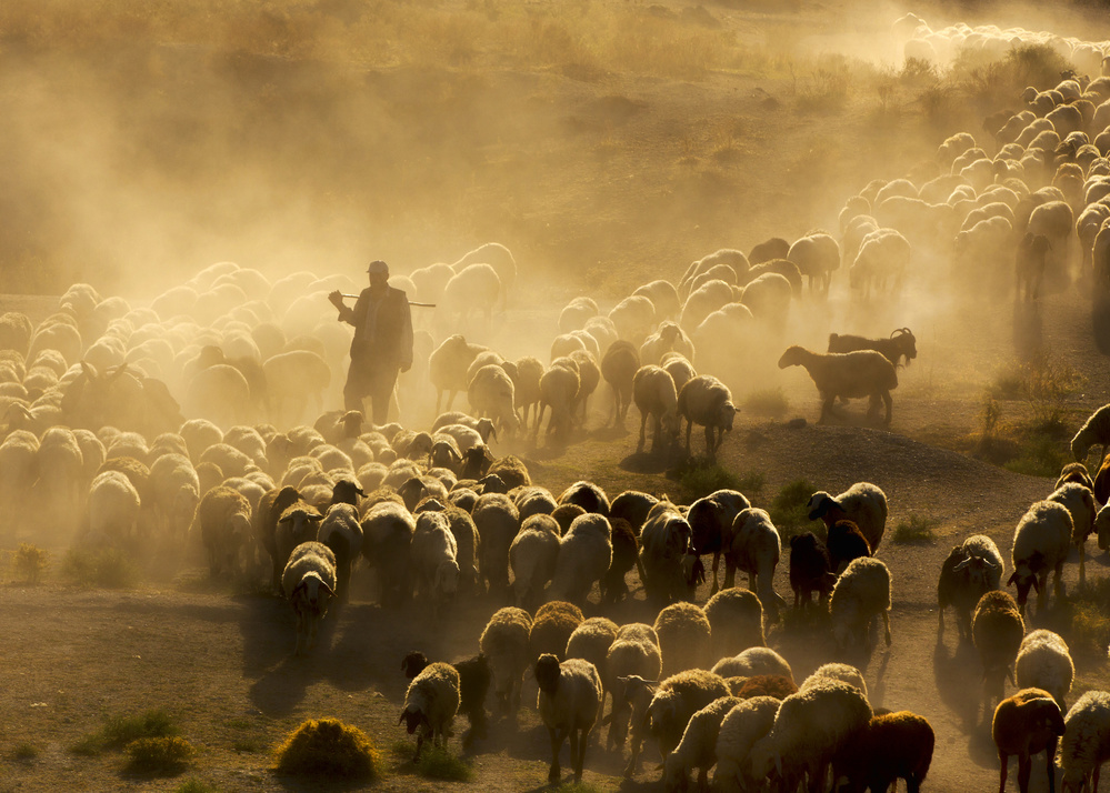 shep herd von feyzullah tunc