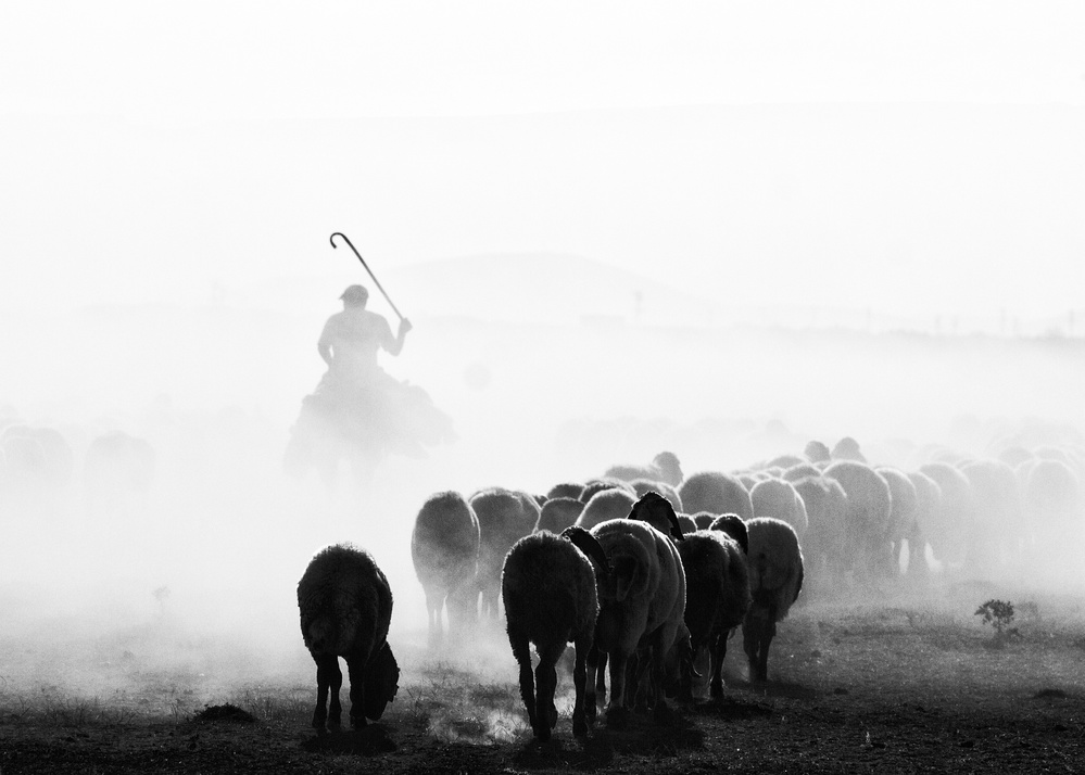 black and white sheep flock von feyzullah tunc