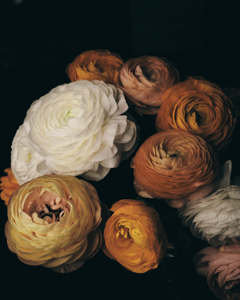 Ranunculus von FiguraNYC Photography