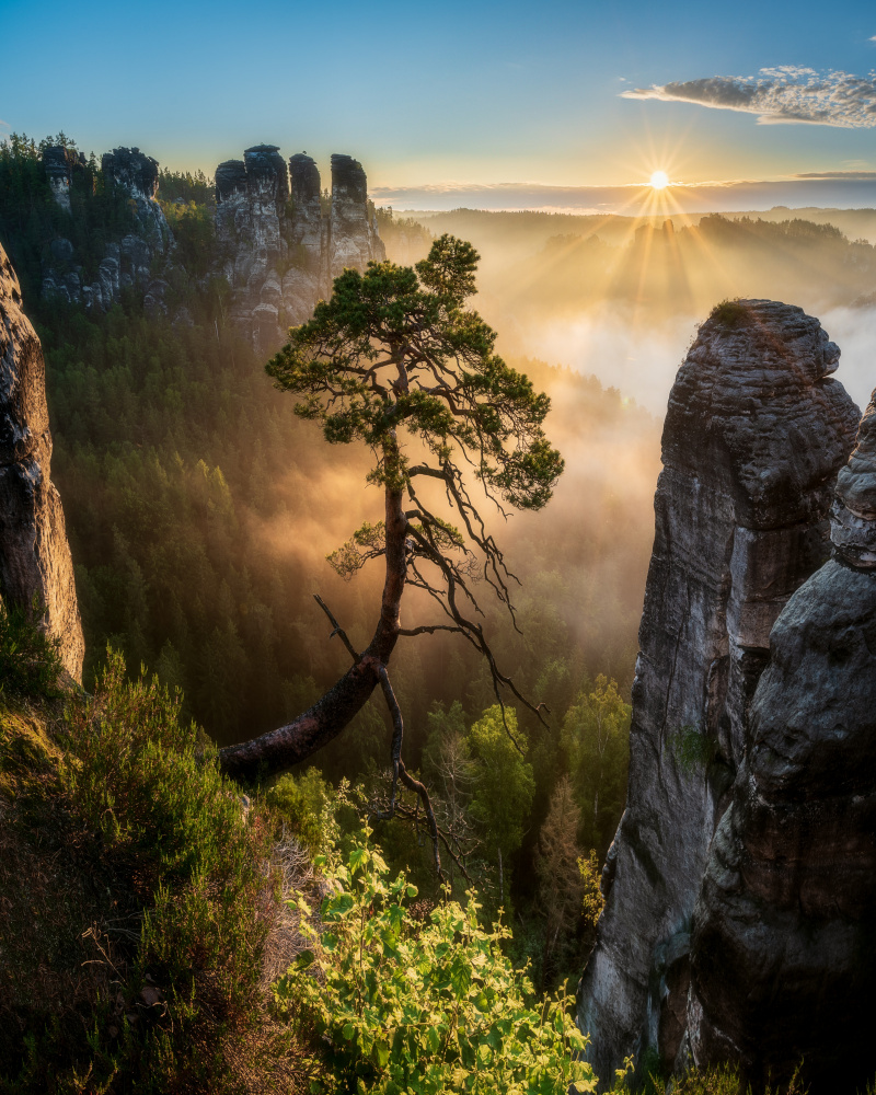 The third most famous pine of Saxony Switzerland von Filip Holic