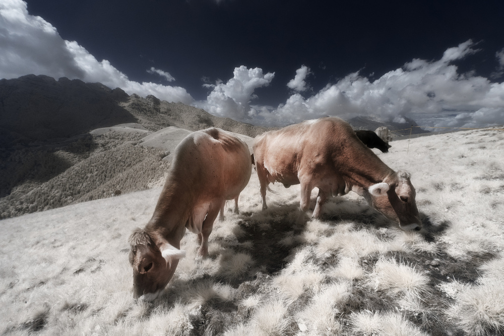 Infrared Cows von Filippo Manini