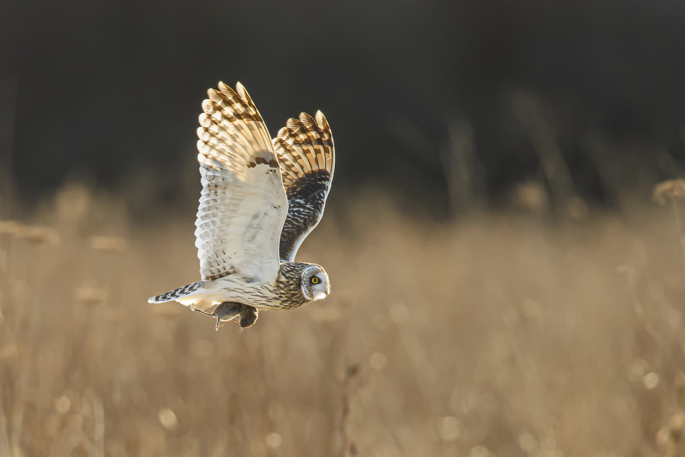 Owls Dinner von Fion Wong