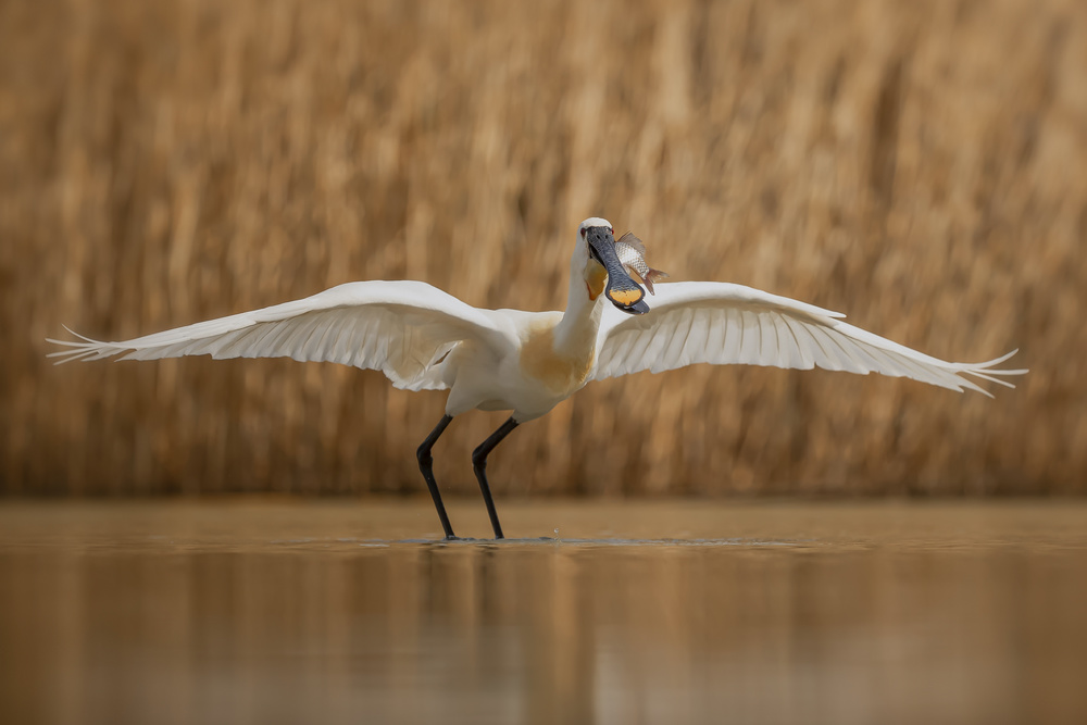 Catch of the day von Fion Wong