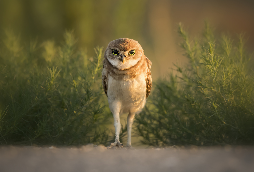 Walk like a Man! von Fion Wong