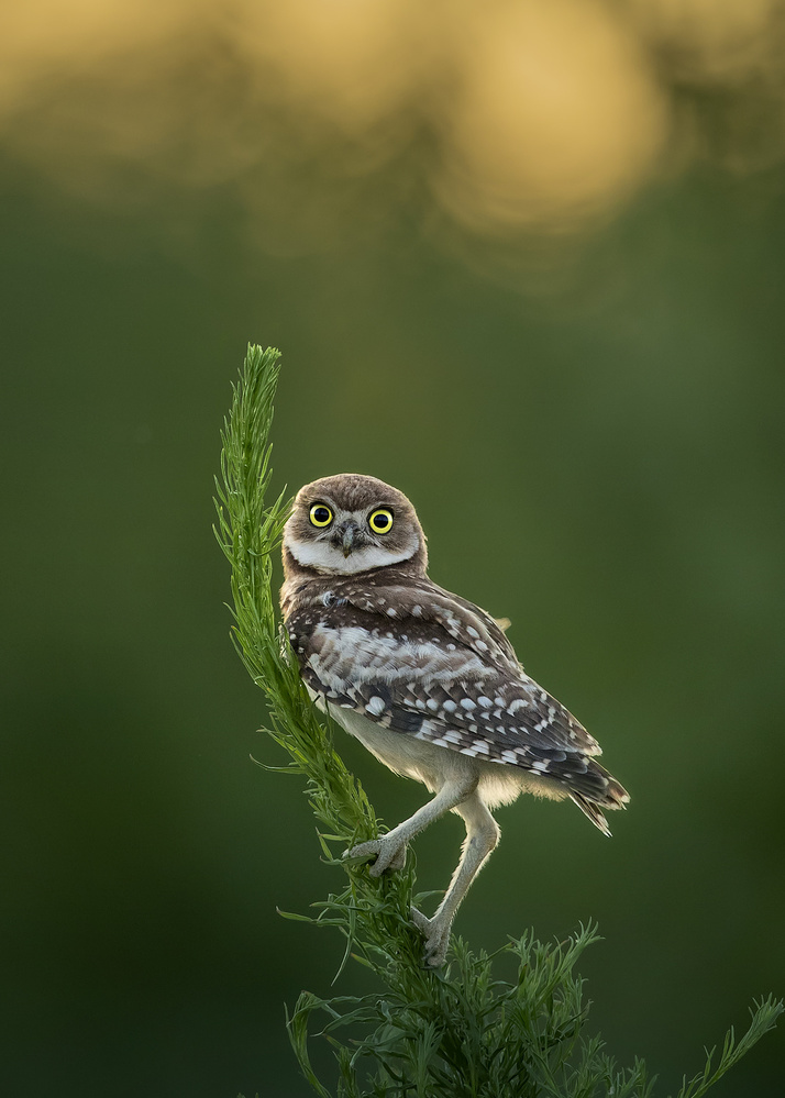 Hmmmm, where is my dinner? von Fion Wong