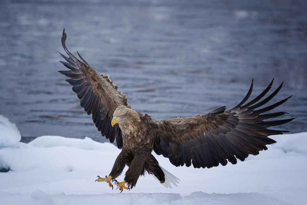 Landing von Fion Wong