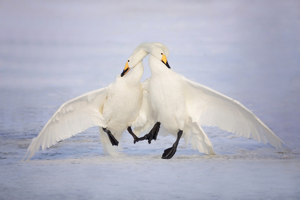 Love Dance von Fion Wong