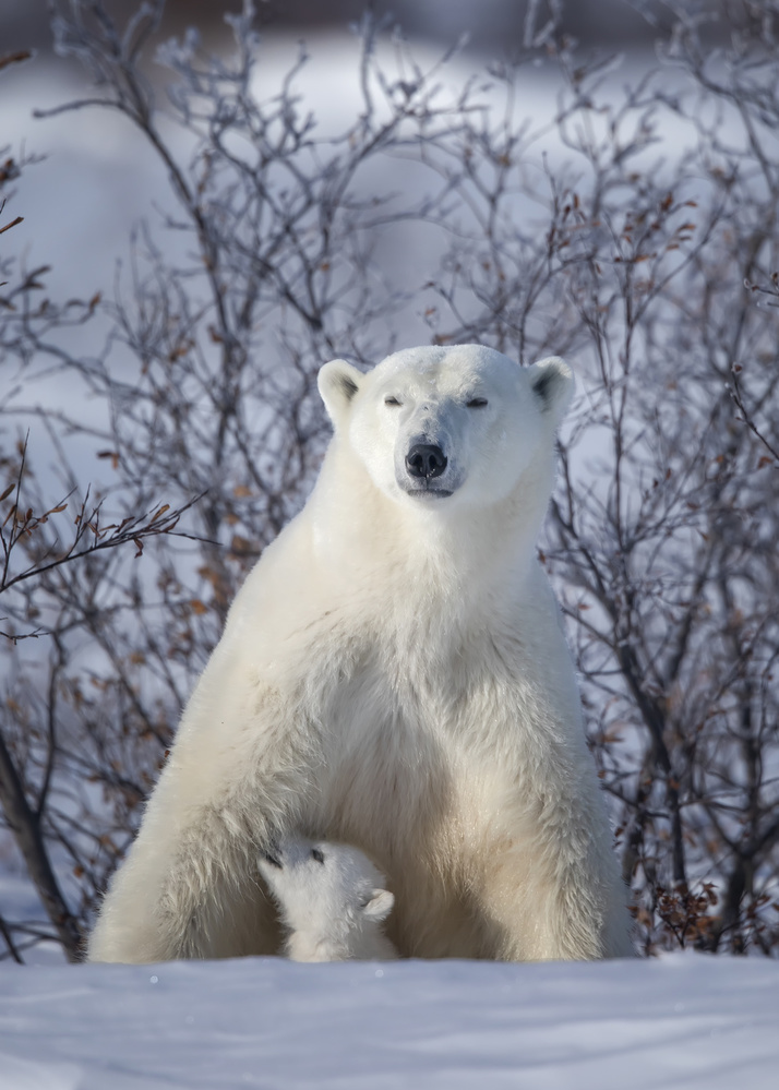 Mama, where is the milk.... von Fion Wong