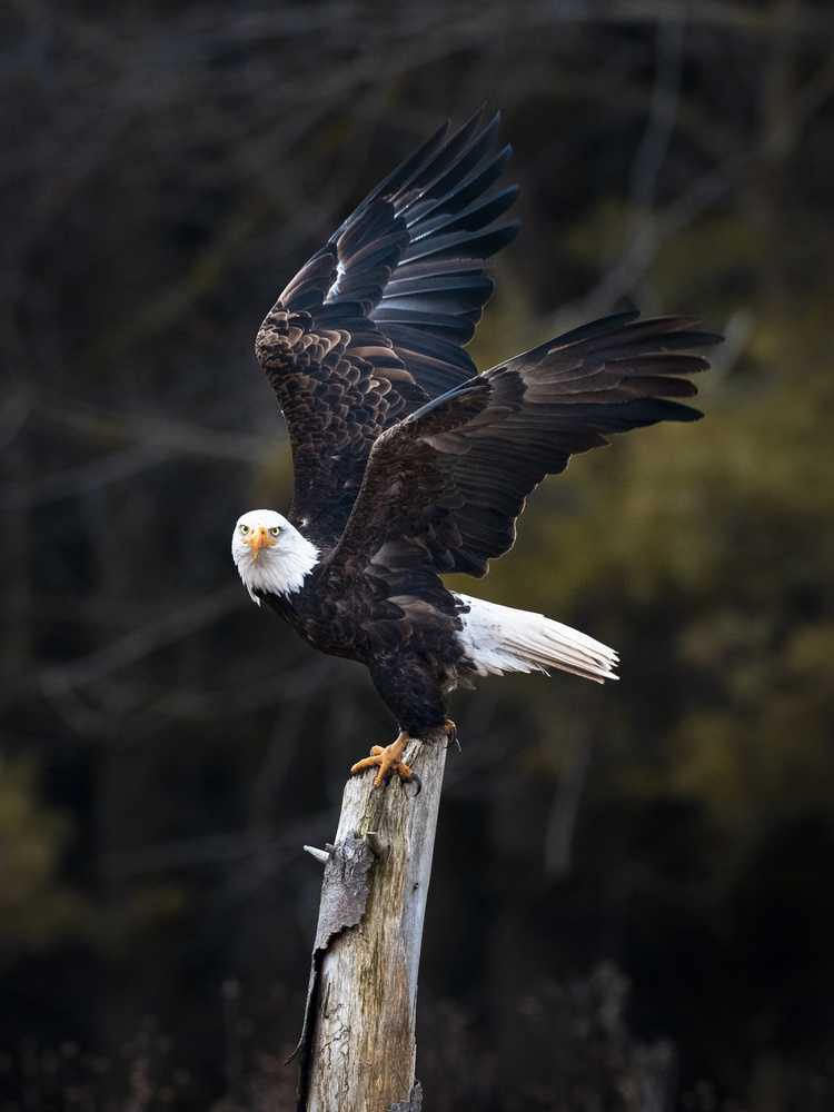 Soar von Fion Wong