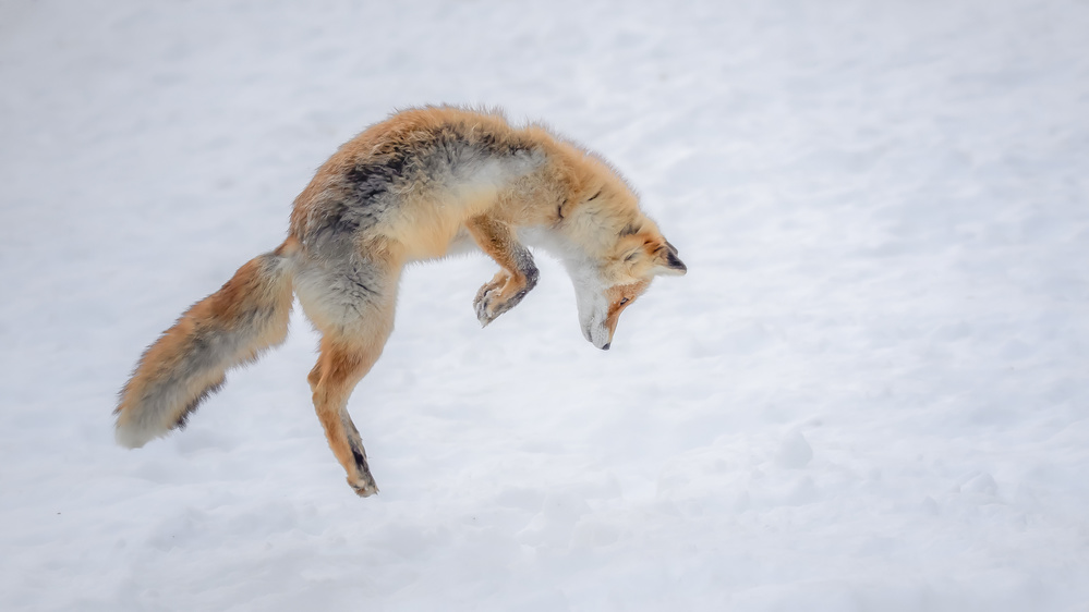 What a jump! von Fion Wong