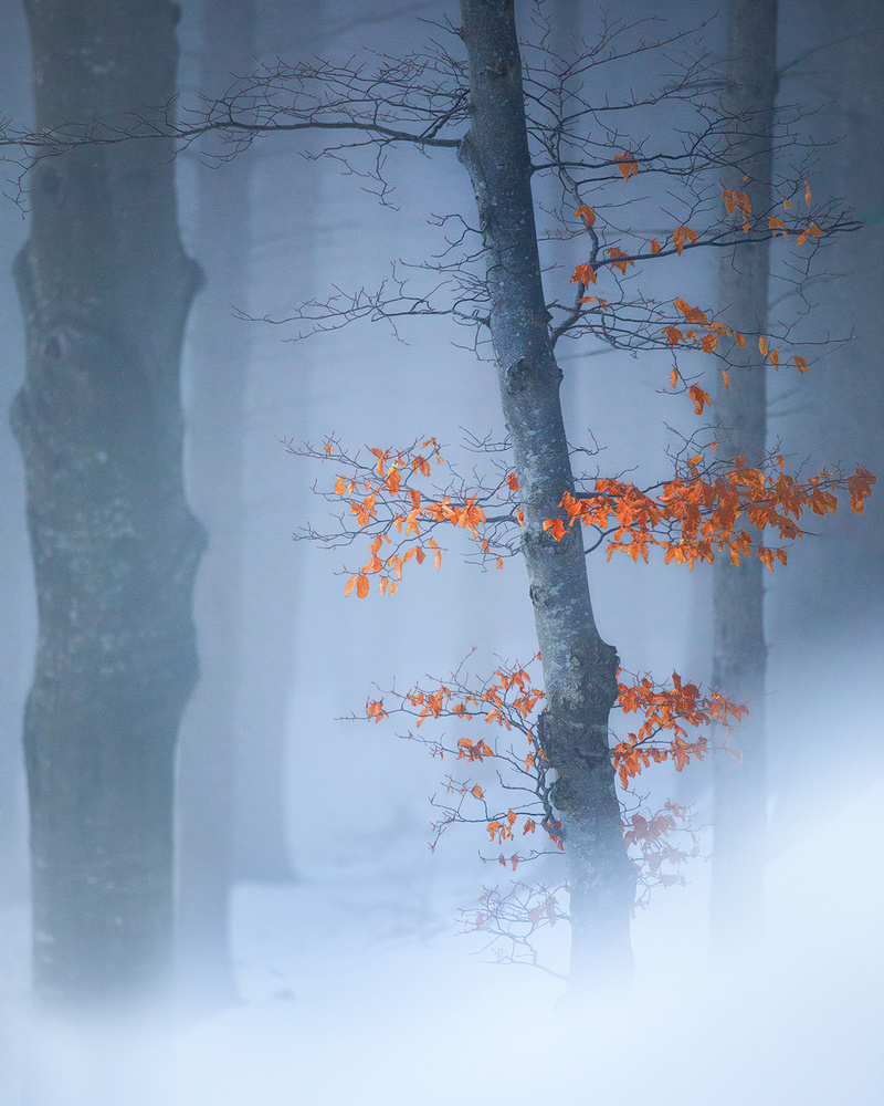 Colour &amp; white von Fiorenzo Carozzi