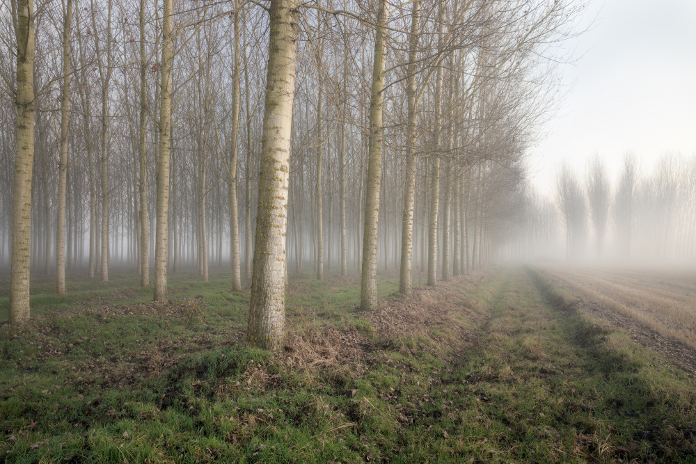 POPLARS IN THE MIST von Fiorenzo Carozzi