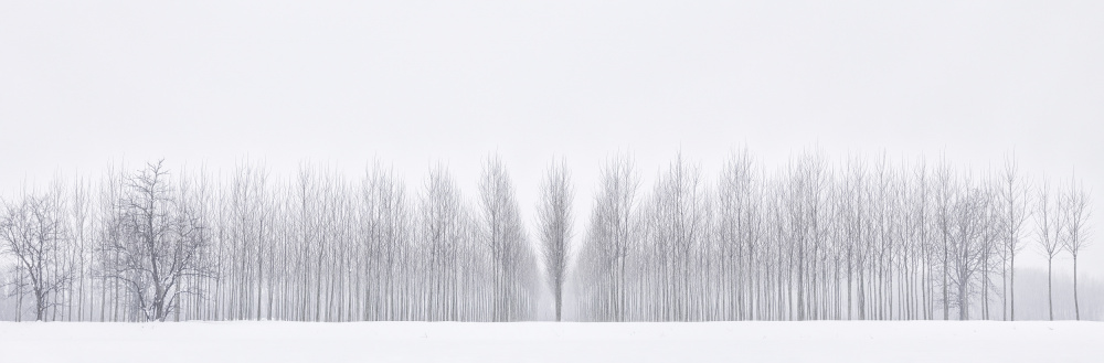 Winter woodland von Fiorenzo Carozzi