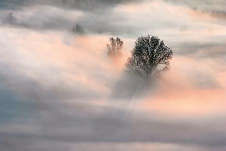 Sunrise in the Fog