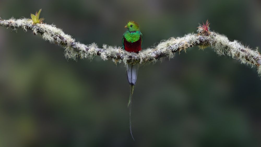 Quetzal von Flora Rao