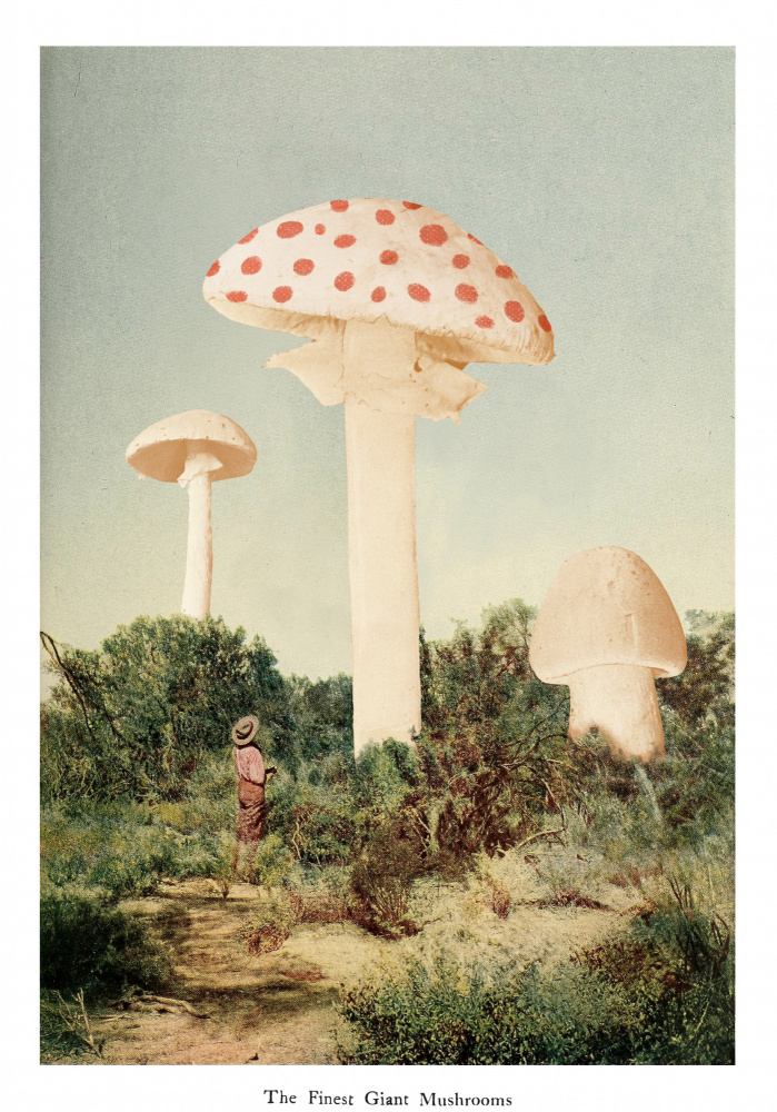 The Finest Giant Mushroom von Florent Bodart