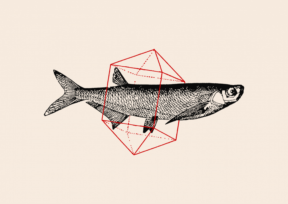 Fish In Geometrics Nº2 von Florent Bodart