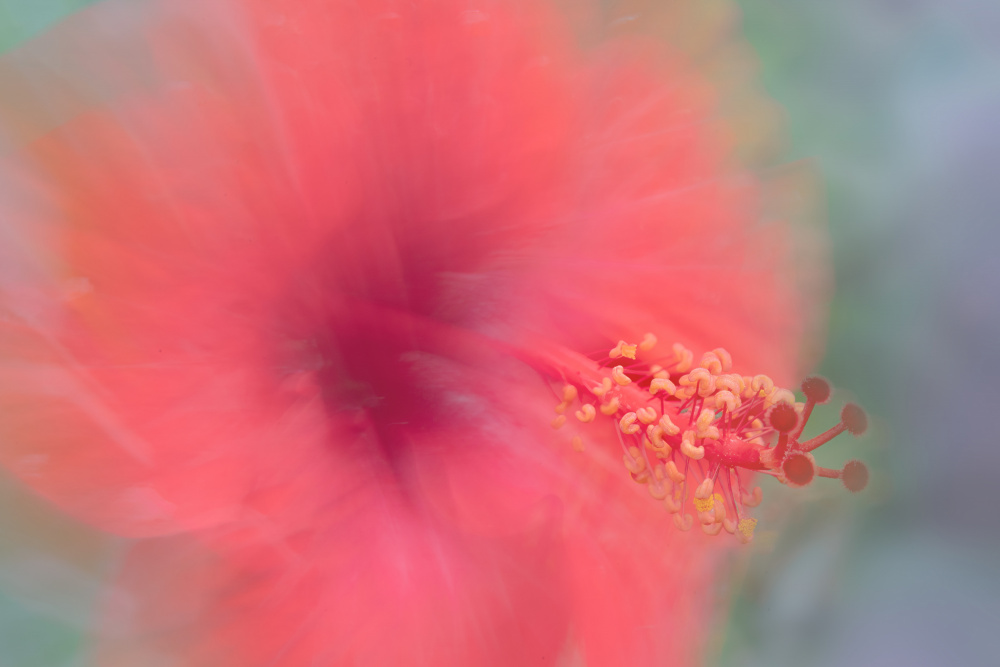 Flowers from our garden (Lomé) - Malvaceae von Florent Dirk Thies