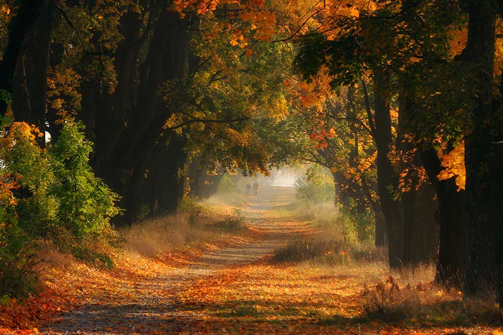 Herbst von Przemyslaw Kruk fproject