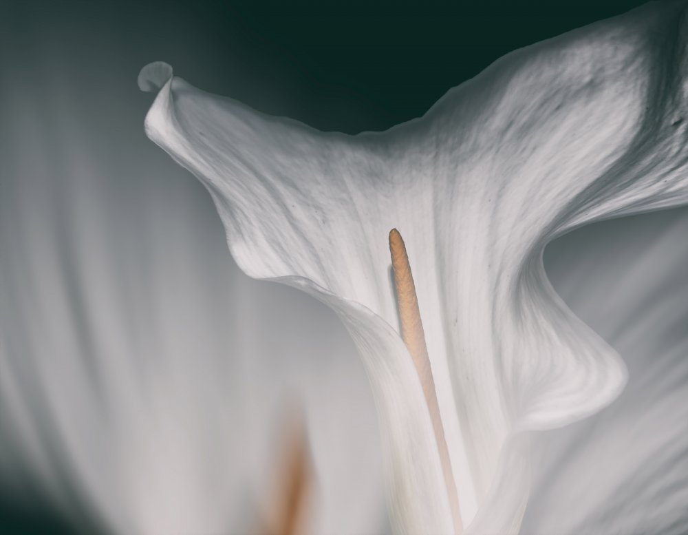 Flower calla von Francesca Ferrari