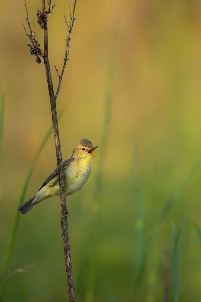 Singing in the morning von Francesco