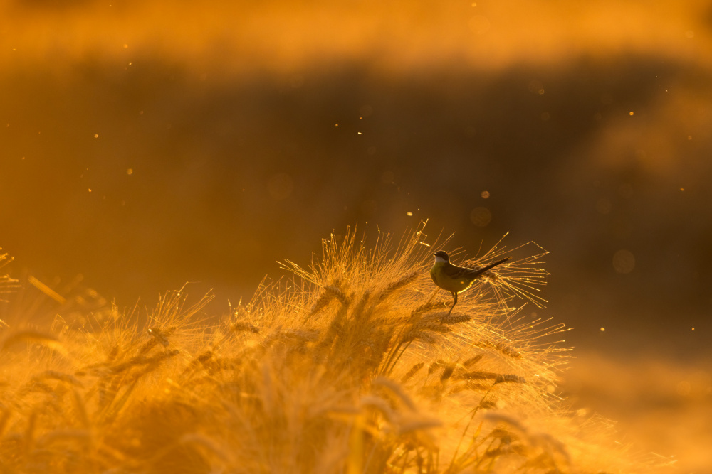 Before the harvest von Francesco