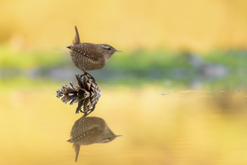 Eurasian wren - Scricciolo - Troglodytes troglodytes von Francesco