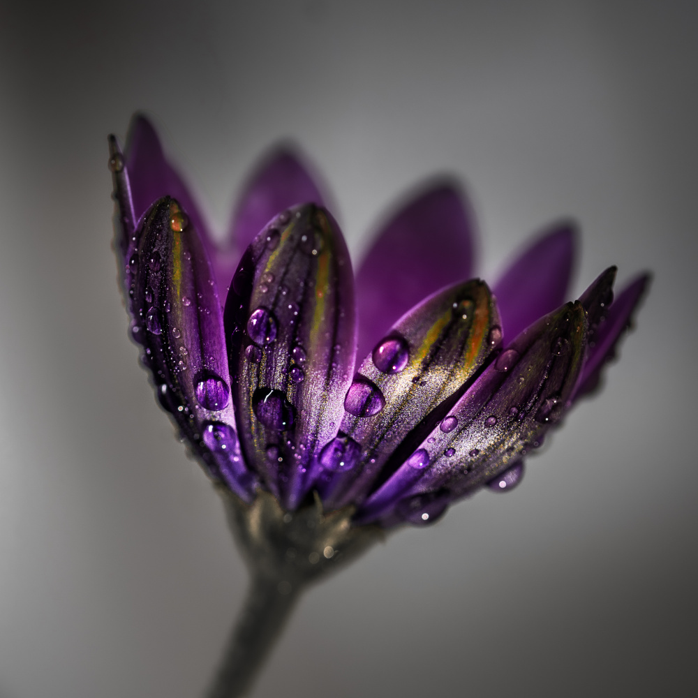 Broad-Leaved Anemone von Francis Wilson