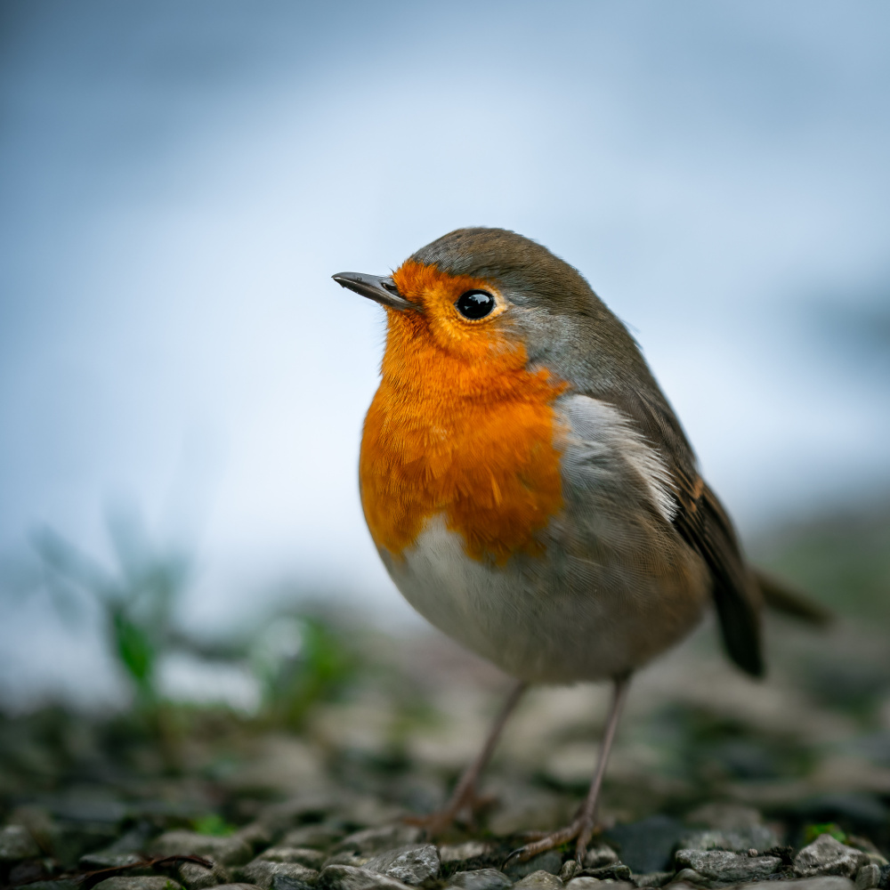 Rocky Robin von Francis Wilson