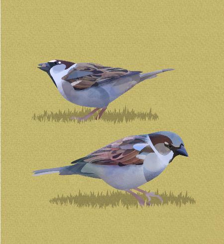 Sparrows