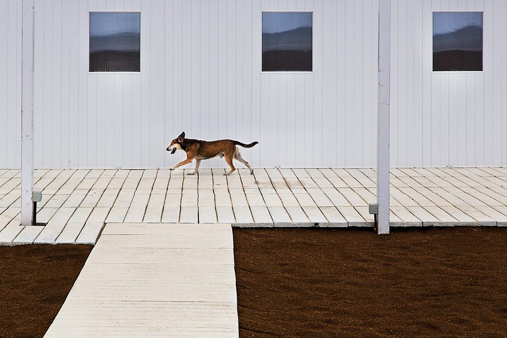 three windows and a dog von Franco Maffei