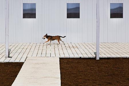 three windows and a dog