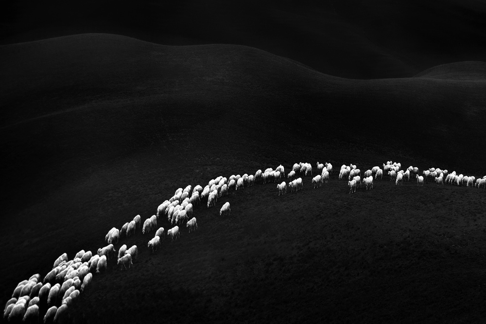 one hundred and forty-nine white sheep von Franco Maffei