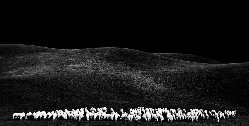 white sheps von Franco Maffei