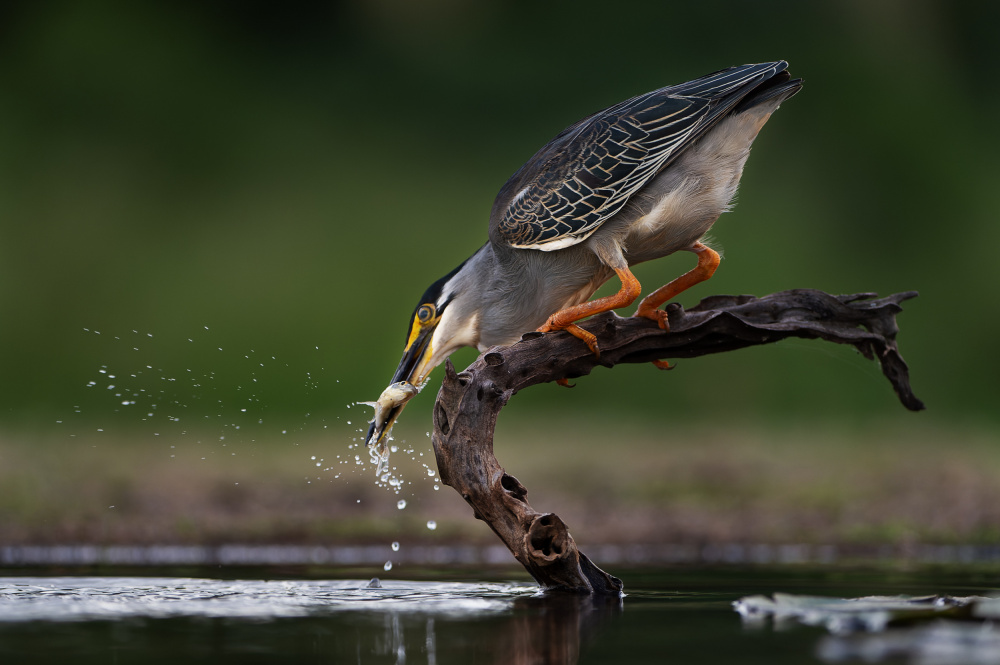 Breakfast catch von FrancoisVenter