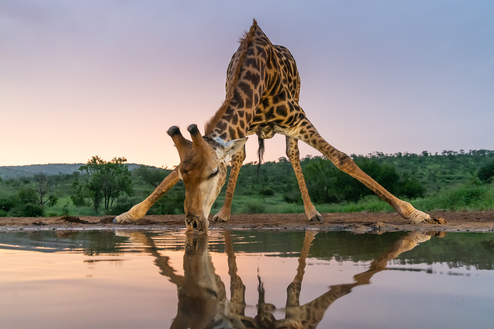 Sunset giraffe drinking von FrancoisVenter