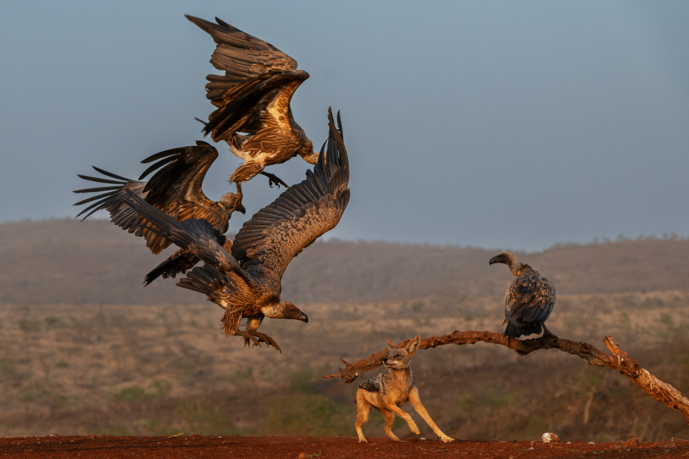 battling the completion for food von FrancoisVenter